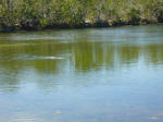 Alligator